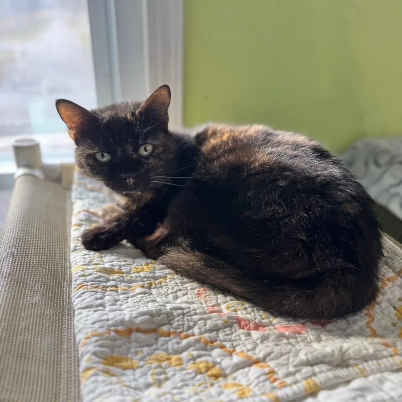 An adult large-sized female Tortoiseshell Domestic Short Hair cat named Sugar Britches for adoption in Brownsboro, AL