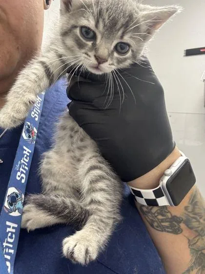 A baby small-sized female Domestic Short Hair cat named Wanda for adoption in Sevierville, TN