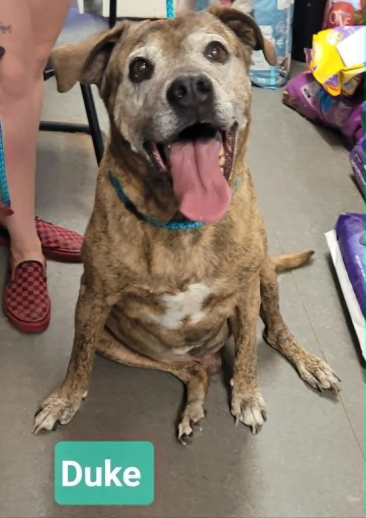 A senior large-sized male Labrador Retriever dog named Duke for adoption in Richmond, IN