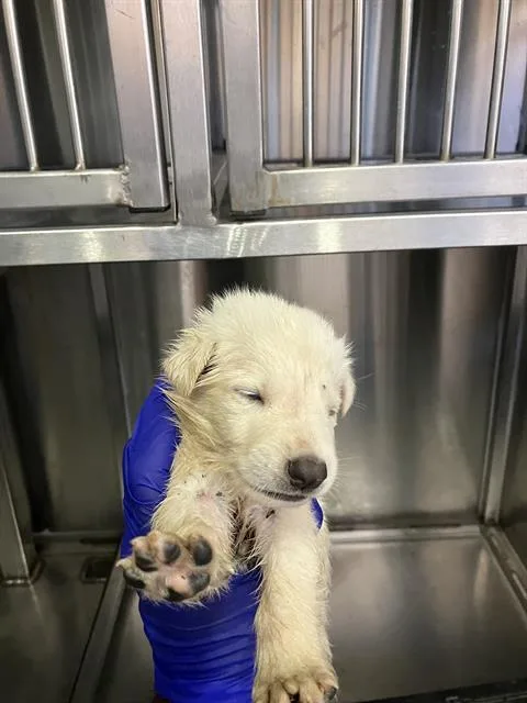 A baby small-sized male Mixed Breed dog named Clark for adoption in Dallas, TX