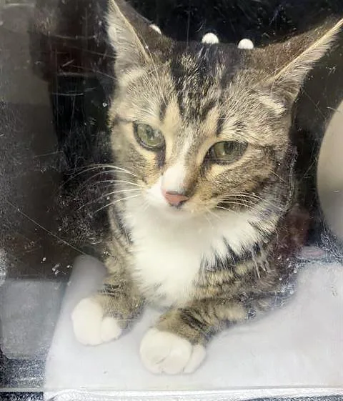 An adult medium-sized female Tabby (Gray / Blue / Silver) Domestic Short Hair cat named Oprah Whisker for adoption in Nashville, TN