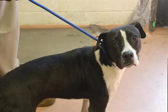 A young small-sized male Mixed Breed dog named Marshmello for adoption in Columbia, SC
