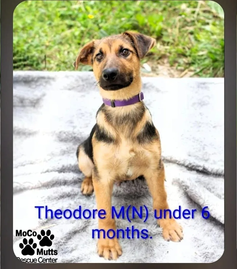 A baby medium-sized male Black Shepherd dog named Theodore for adoption in Chardon, OH