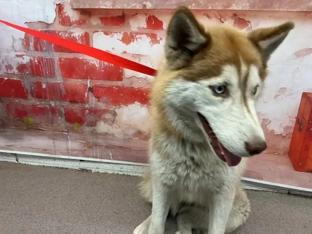 A young medium-sized female Siberian Husky dog named Wendy Wu for adoption in San Bernardino, CA