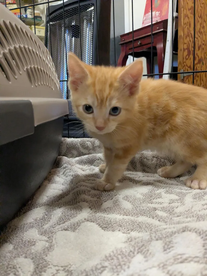 A baby small-sized female Domestic Short Hair cat named Ginger for adoption in Heyburn, ID
