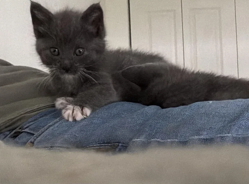 A baby medium-sized female Gray & White Domestic Short Hair cat named Moonstone for adoption in Smyrna, DE