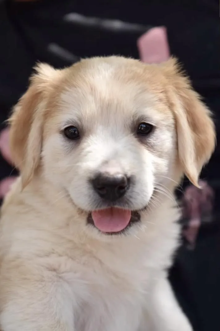 A baby medium-sized female White / Cream Labrador Retriever dog named Gimbell for adoption in Los Angeles, CA