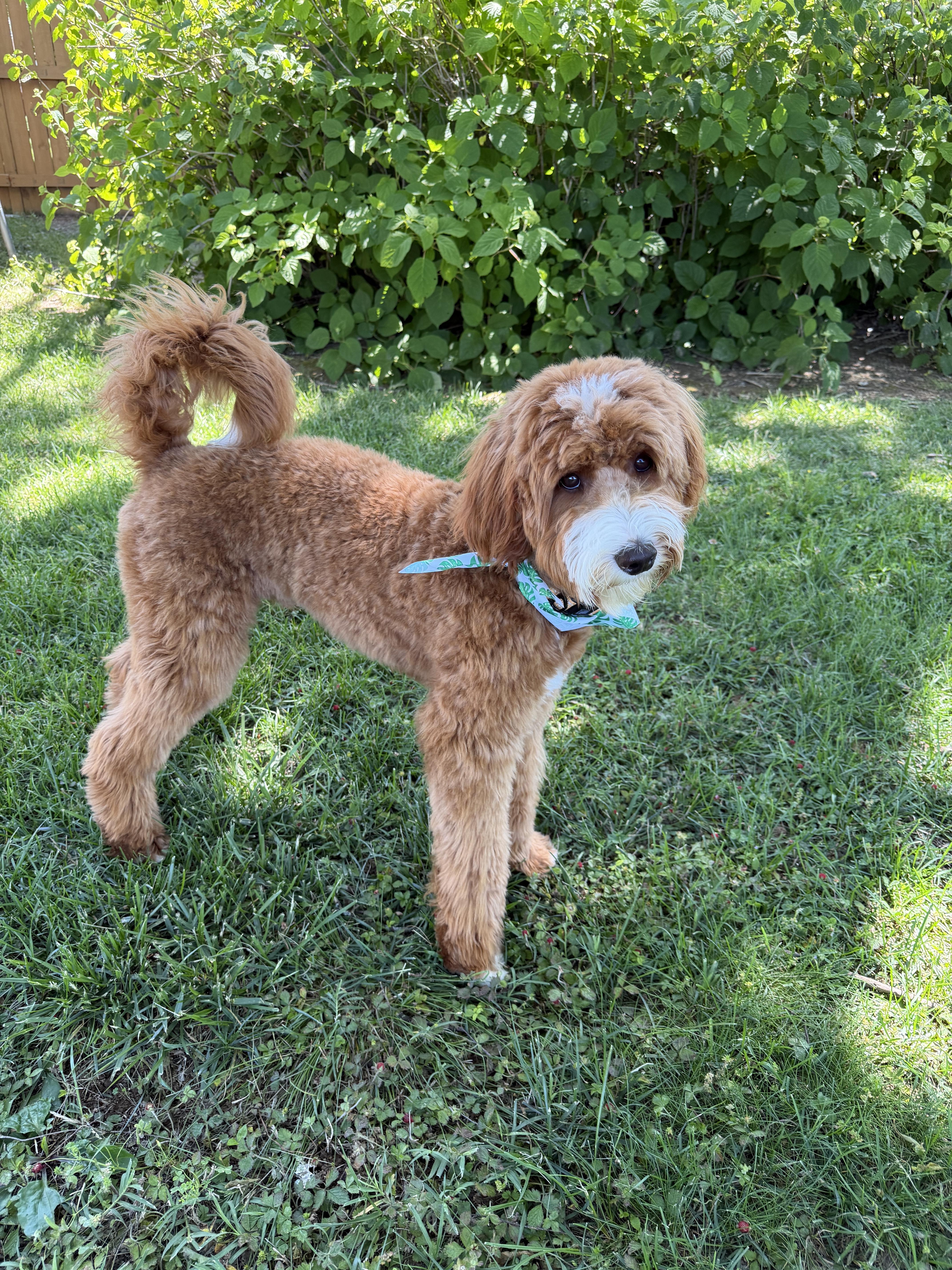 Jackson Doodlelet's Play