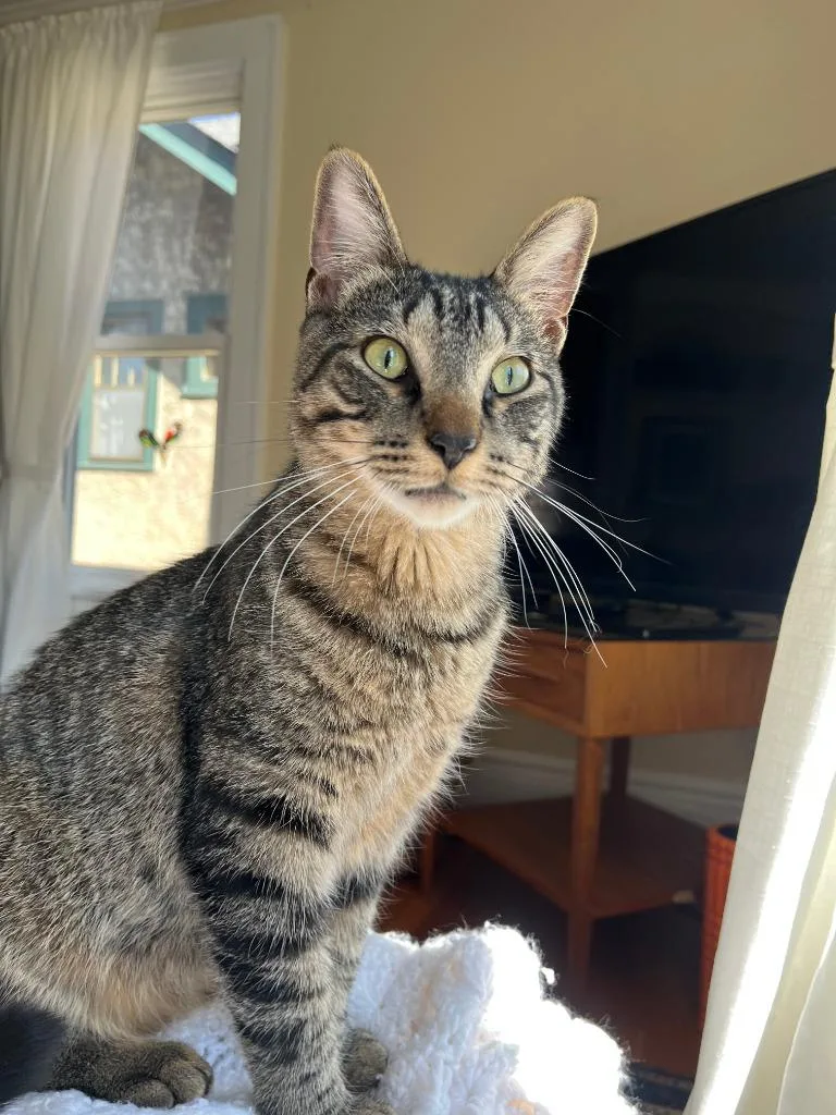 Pinecone thumbnail 2