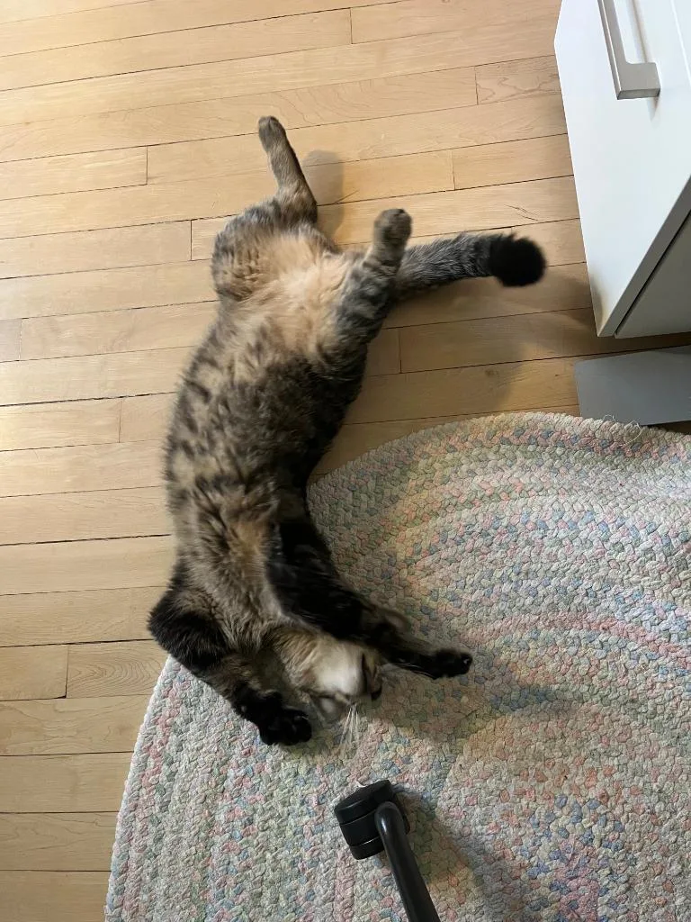 Pinecone thumbnail 3