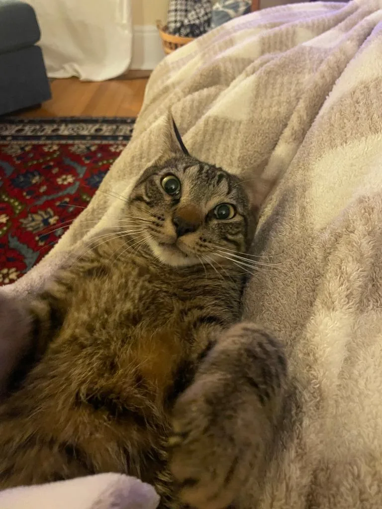 Pinecone thumbnail 4