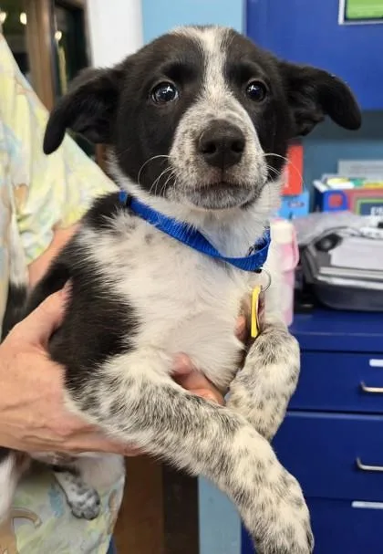 A baby medium-sized female Black Mixed Breed dog named Jolene for adoption in Stanwood, WA