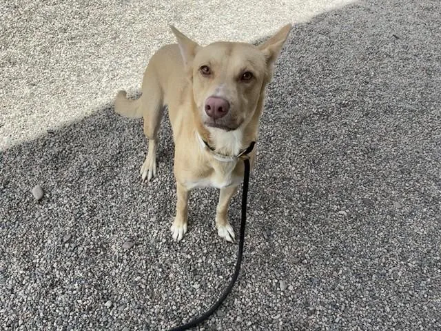 An adult large-sized female German Shepherd Dog dog named Honey for adoption in Mesa, AZ