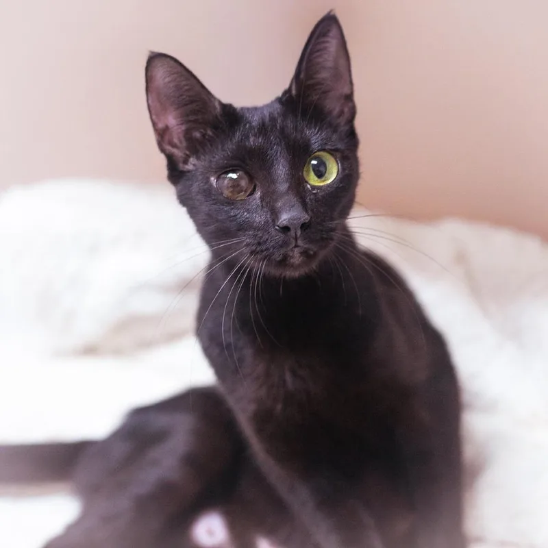 A young medium-sized female Domestic Short Hair cat named Destiny for adoption in Ponte Vedra, FL