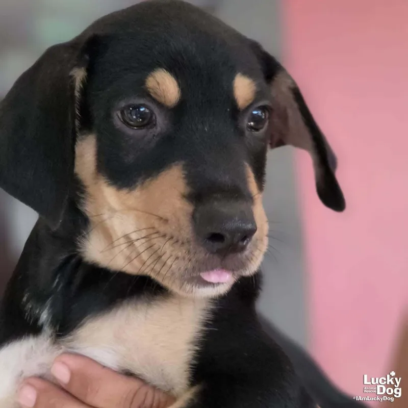 A baby medium-sized male Labrador Retriever dog named Aaron for adoption in Washington, DC