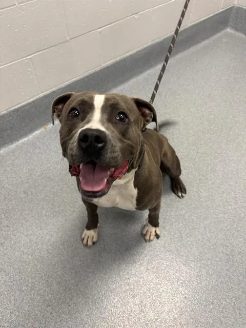 An adult medium-sized male Pit Bull Terrier dog named Zeus for adoption in Indianapolis, IN