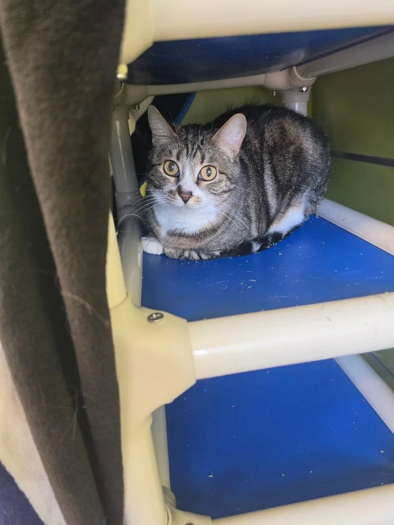 An adult medium-sized female Bengal cat named Phoebe for adoption in Minot, ND