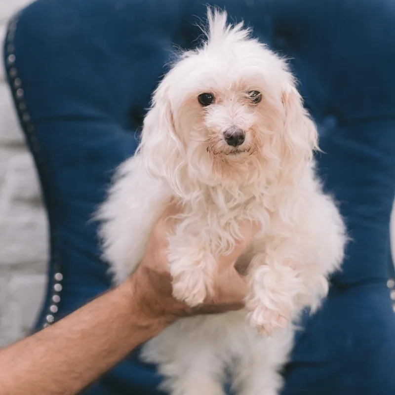 A senior small-sized female Maltese dog named Georgia for adoption in Zionsville, IN