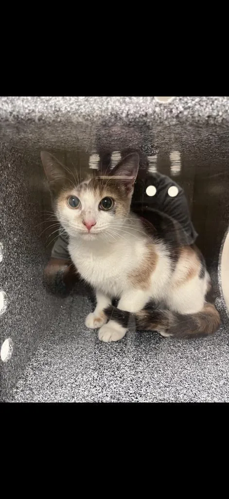 A baby large-sized female Domestic Short Hair cat named Jolene for adoption in Greenfield, IN