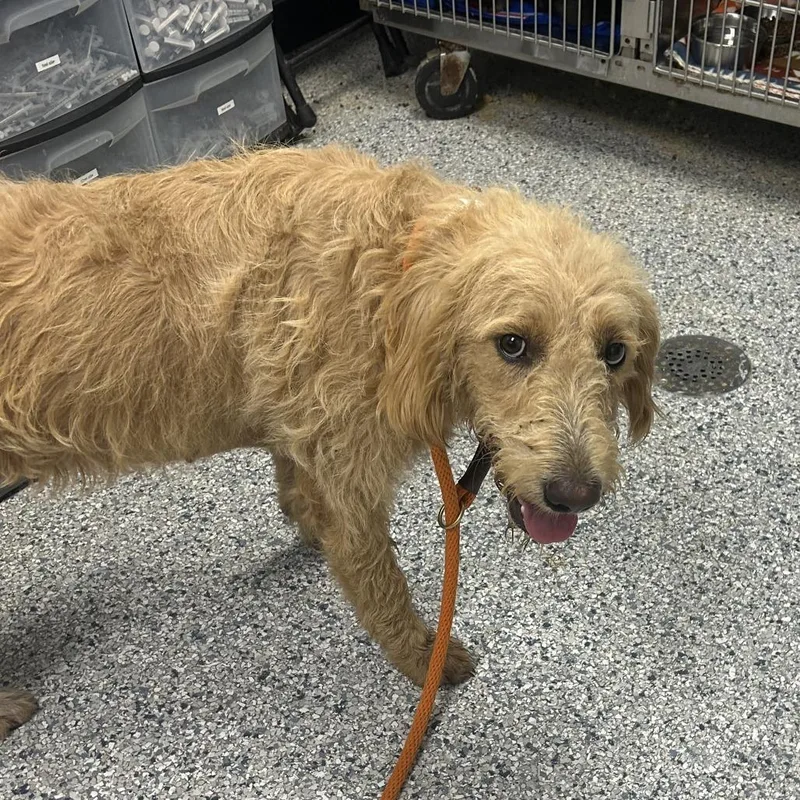 A young medium-sized female Brown / Chocolate Standard Poodle dog named Brandi for adoption in Birmingham, AL