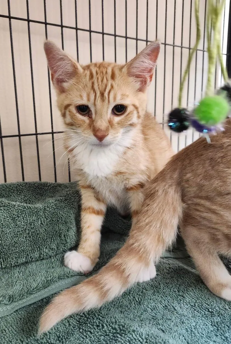 A baby medium-sized male Orange & White Domestic Short Hair cat named Fanta for adoption in East Brunswick, NJ