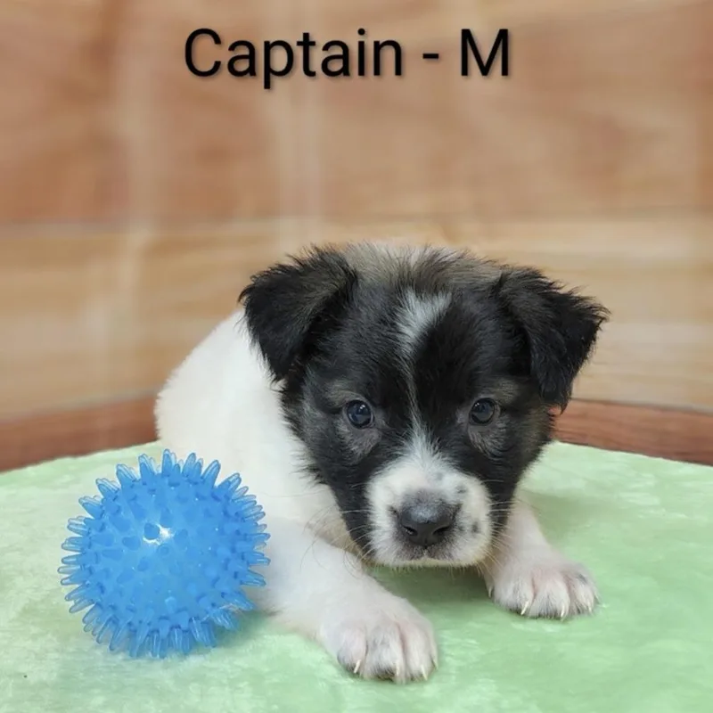 A baby medium-sized male White / Cream Collie dog named Captain for adoption in Griswold, CT