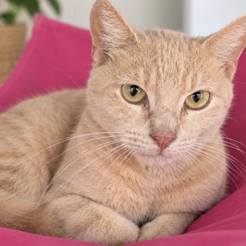 A young medium-sized female Orange / Red Domestic Short Hair cat named Dinah for adoption in Boston, MA