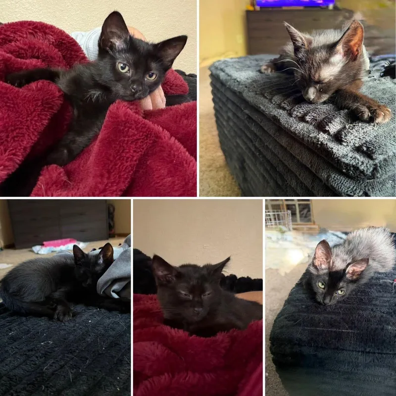 A baby medium-sized female Domestic Short Hair cat named Emma for adoption in Blaine, MN
