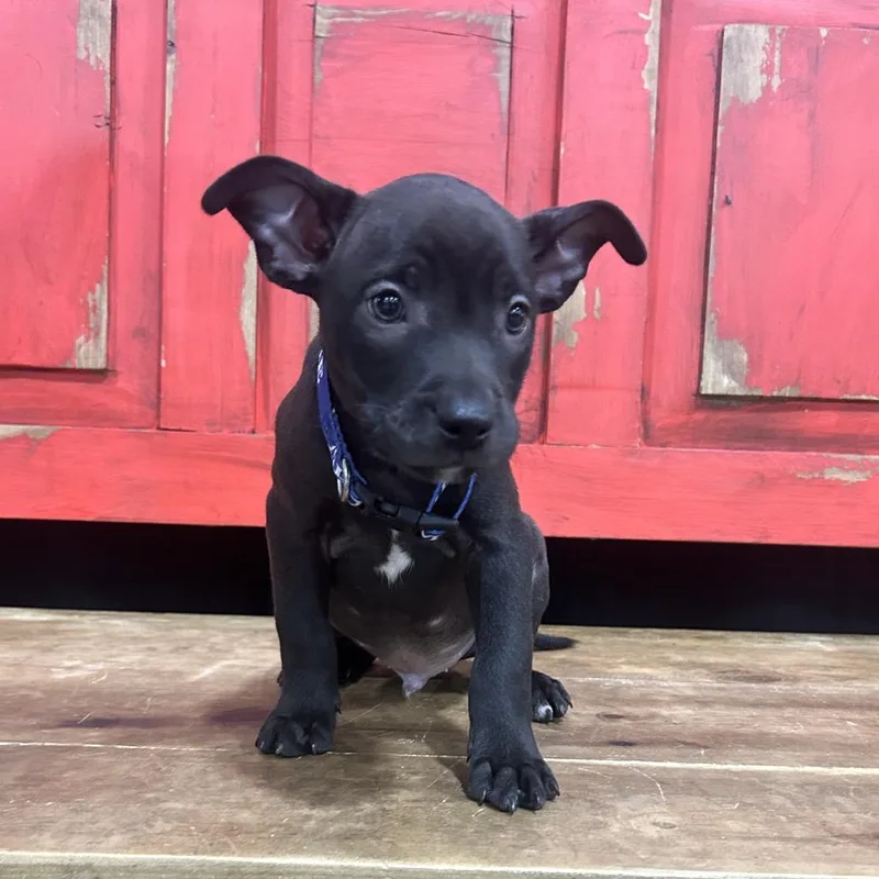 A baby small-sized male Black Mixed Breed dog named Fwt Snow for adoption in Midland, TX