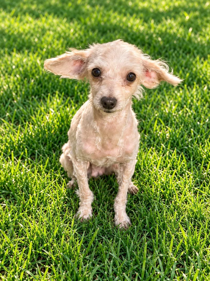 An adult small-sized female Maltese dog named Pearl for adoption in Georgetown , CA