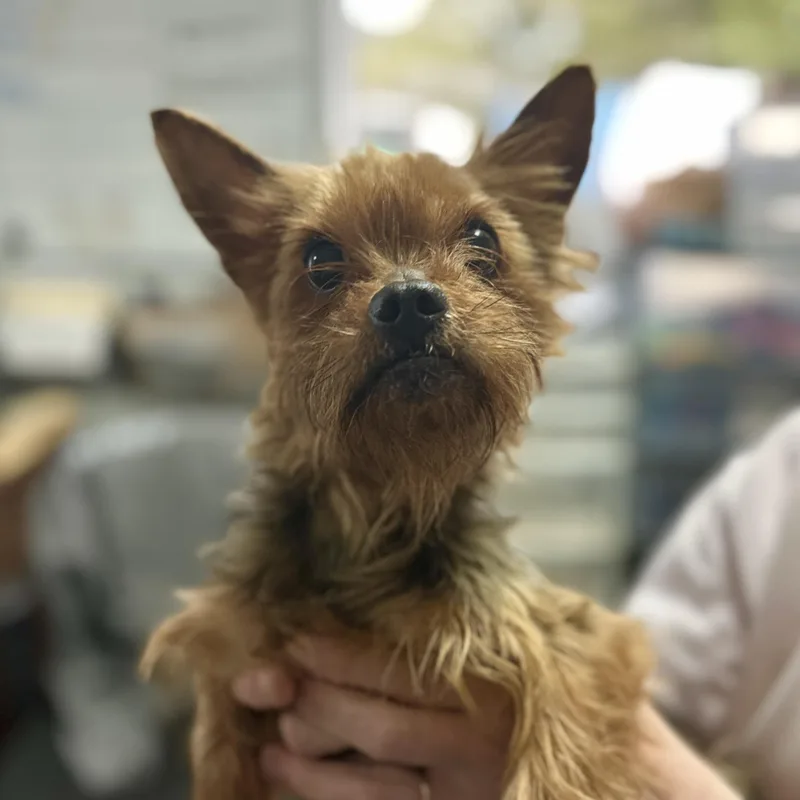 An adult small-sized male Black Yorkshire Terrier dog named Toto for adoption in Columbia, SC