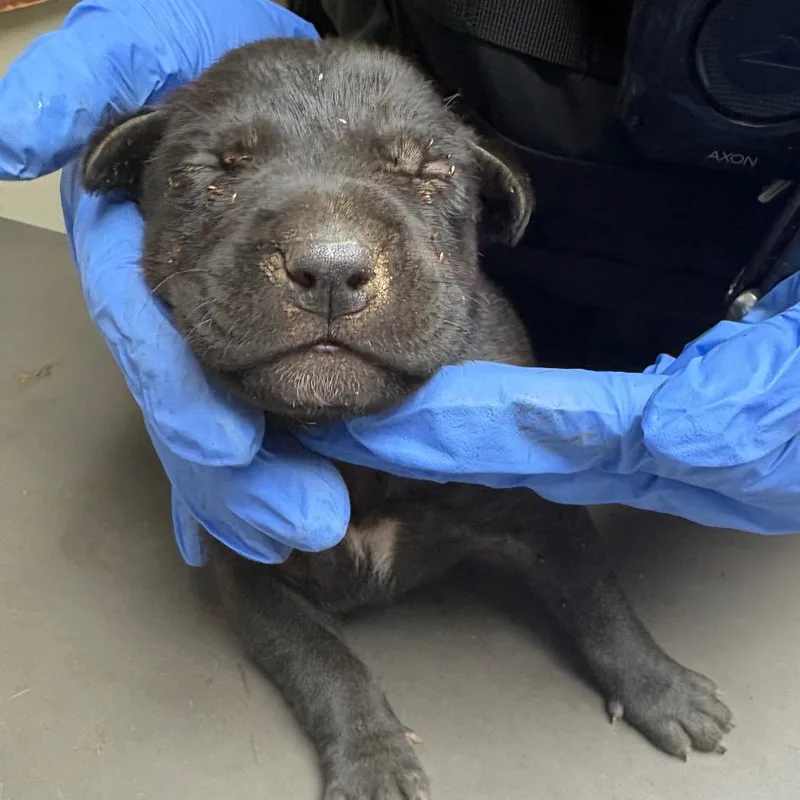 A baby small-sized female Black Mixed Breed dog named Drizzle for adoption in Columbus, GA