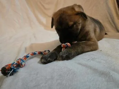 A baby medium-sized male Black Dutch Shepherd dog named Jupiter for adoption in Liverpool, TX