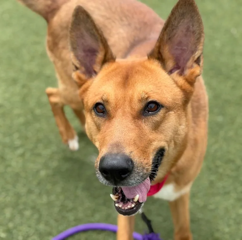Dingo