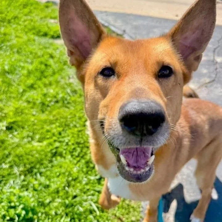 Dingo thumbnail 3