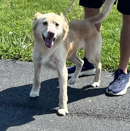 An adult medium-sized female Labrador Retriever dog named Luna for adoption in Columbus, IN