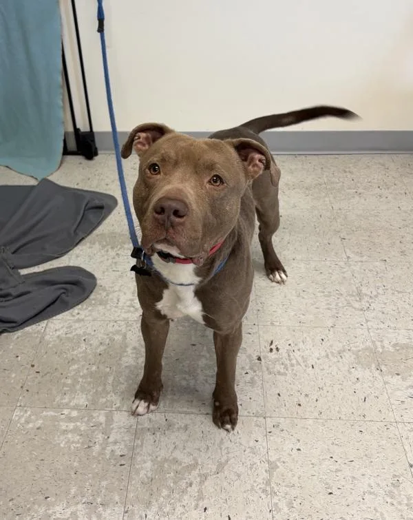 An adult large-sized male Pit Bull Terrier dog named Hendrix for adoption in Salt Lake City, UT