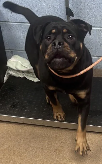 An adult large-sized female Mixed Breed dog named Armington for adoption in Chamblee, GA