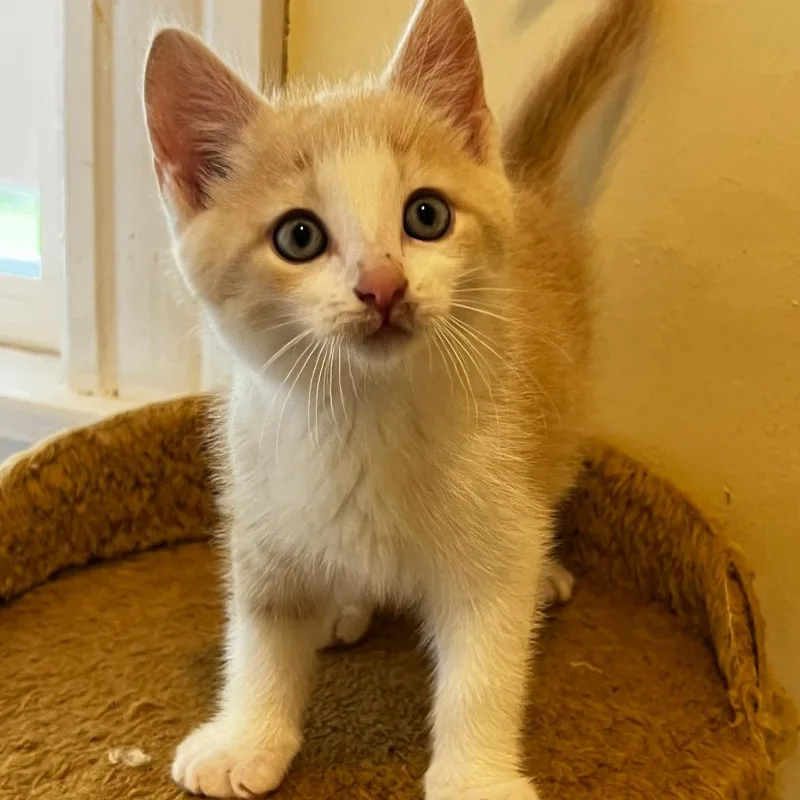 A baby small-sized male Buff / Tan / Fawn Domestic Short Hair cat named Milo for adoption in Glenfield, NY
