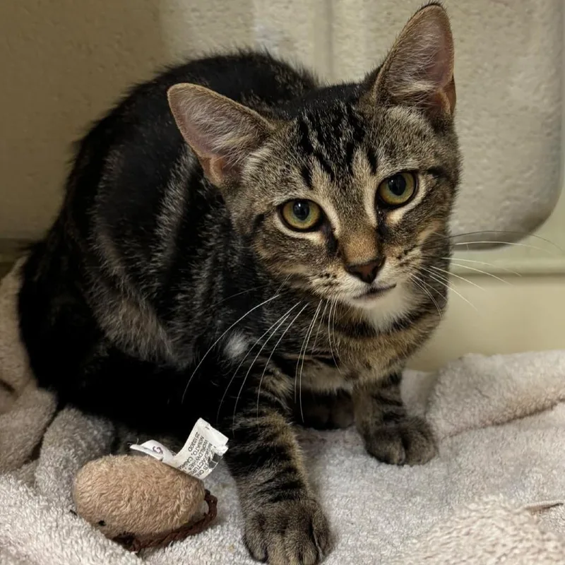 A baby small-sized male Brown / Chocolate Domestic Short Hair cat named Steve for adoption in Waynesboro, PA