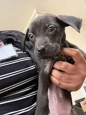 A baby medium-sized male Mixed Breed dog named Ashton for adoption in Effingham, SC