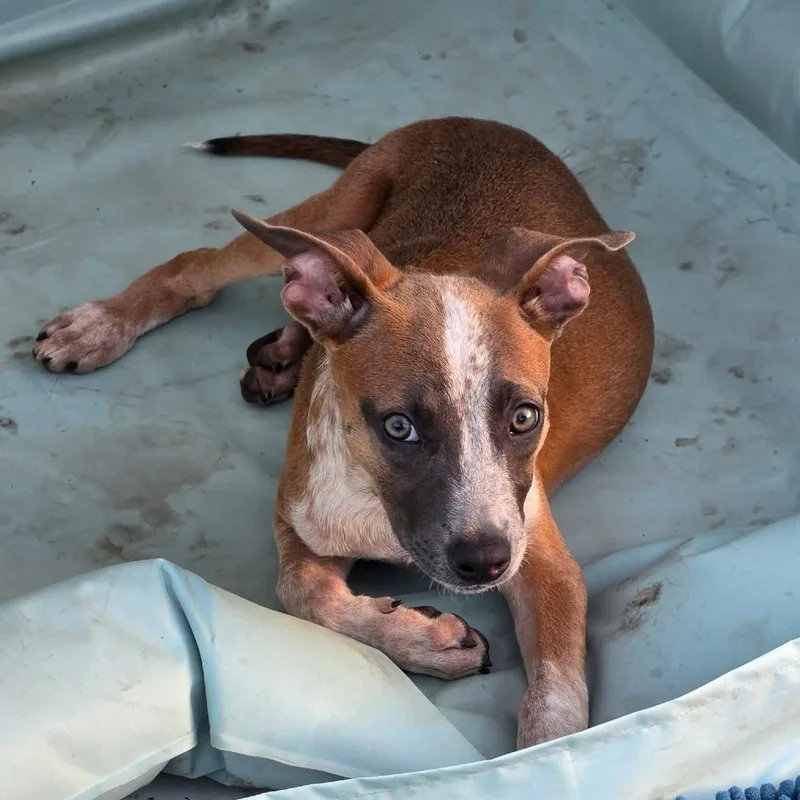 A baby medium-sized female Cattle Dog dog named Raegan JW for adoption in Austin, TX