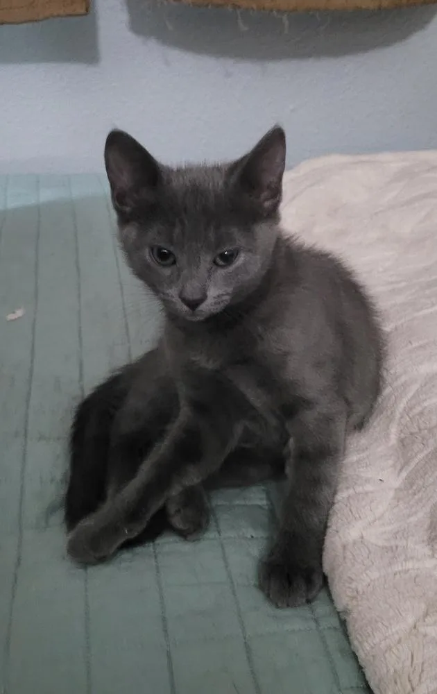 A baby small-sized male Blue Point Russian Blue cat named Roo for adoption in Tampa, FL