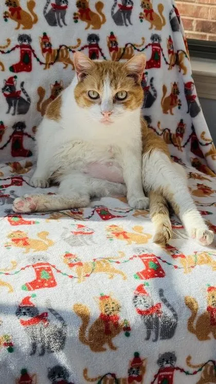 A senior extra large-sized male Domestic Short Hair cat named Baker for adoption in McKinney, TX