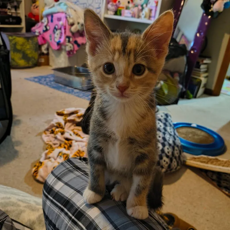 A baby small-sized female Torbie Domestic Short Hair cat named Sunshine Cappuccino for adoption in Columbia, MO
