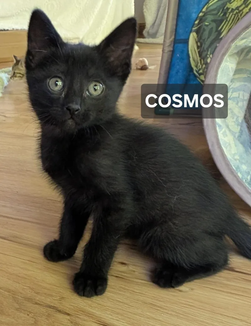 A young large-sized male Black Domestic Short Hair cat named Cosmos for adoption in Windom, MN