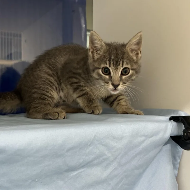 A baby small-sized female Gray / Blue / Silver Domestic Short Hair cat named Vibe for adoption in League City, TX
