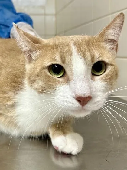 An adult extra large-sized male Domestic Short Hair cat named Oliver for adoption in San Antonio, TX