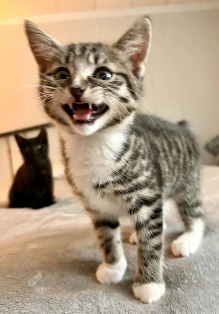 A baby small-sized female Gray & White Domestic Short Hair cat named Squirrel Girl for adoption in Salisbury, NC