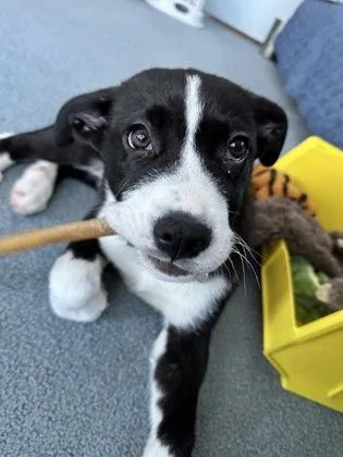 Field Goal thumbnail 2